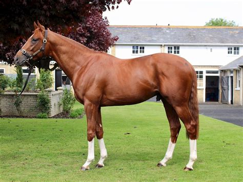 Three smart horses provide a treble at Newcastle - Varian Stables