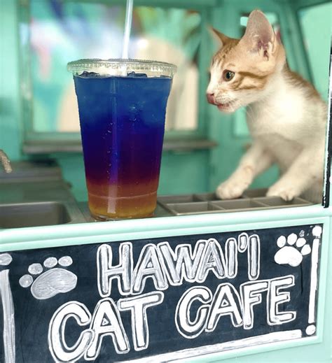 The Ultimate Guide To Cat Cafes In Honolulu - Hawaii Star