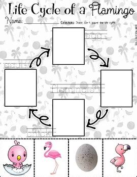 Life Cycle of a Flamingo: Sylvie by Bold AND Bewitched | TpT