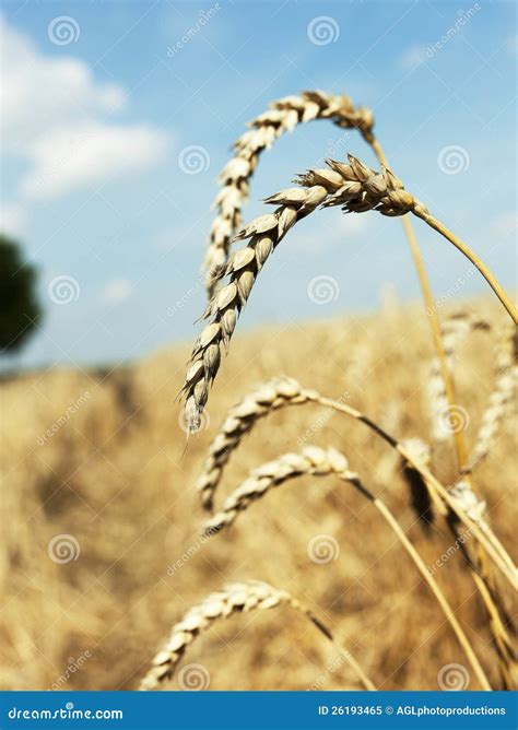 Ripe wheat close-up stock image. Image of agriculture - 26193465