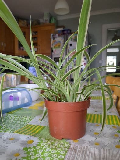 Plant Spider Plant Air Purifier For Sale in Glenageary, Dublin from ...