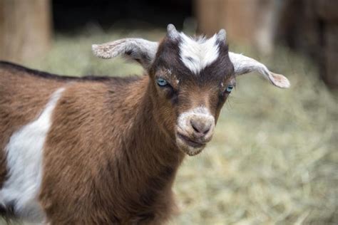 Check Out the Best Goat Breeds with Pros and Cons