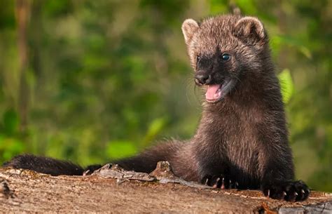 Fisher habitat at risk of decline near Prince George: B.C. forestry ...