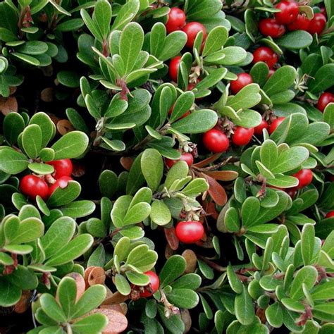 Seeds for Kinnikinnick Bearberry | Arctostaphylos uva-ursi – Amkha Seed