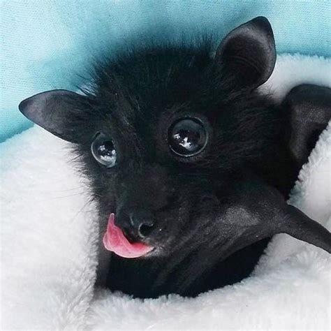 We Totally Appreciate These Photos Of Baby Bats in 2020 | Baby bats, Cute bat, Cute animals