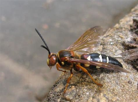 Cicada Killer Wasp | NC State Extension Publications