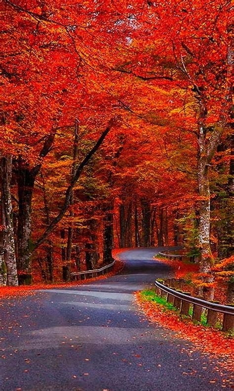 720P free download | Red autumn trees natural, nature, new, nice, park, red, road, trees, HD ...