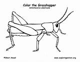 Grasshopper Coloring Sheet Pages sketch template