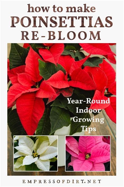 Growing Poinsettias: Year-Round Care & Reblooming Guide | Poinsettia plant, Poinsettia care ...