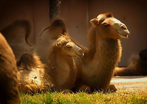 Bactrian Camels Photograph by Linda Tiepelman - Fine Art America