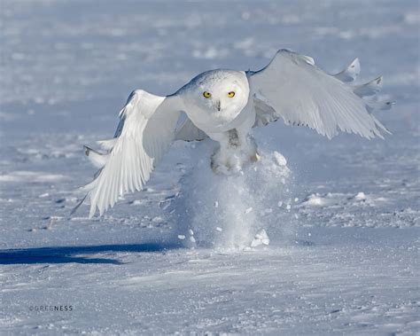 Snowy Owl Hunting In A Saskatchewan Field | It is wonderful … | Flickr