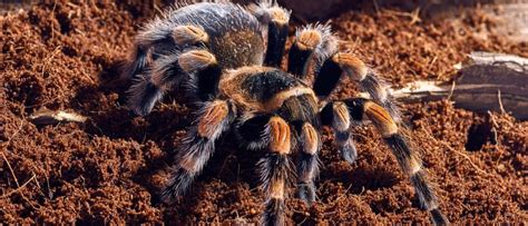 interesting facts about red knee tarantula ~ Red Knee Tarantula