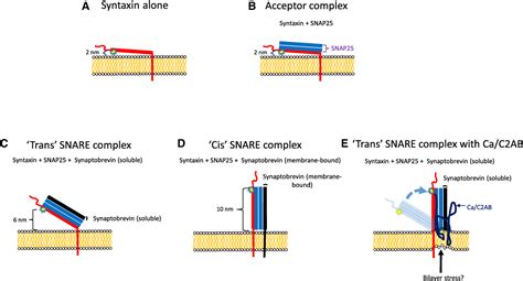 Figure 1 from Dynamic Relationship of the SNARE Complex with a Membrane ...