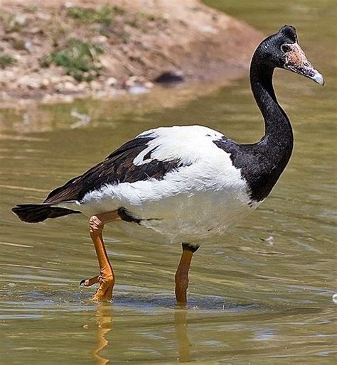 Magpie goose | Pet birds, Pretty birds, Goose