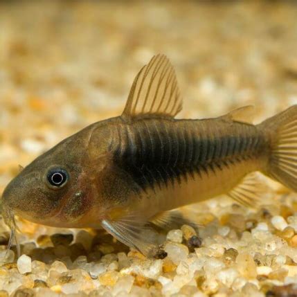 Bronze Corydoras - Fish World Aquarium