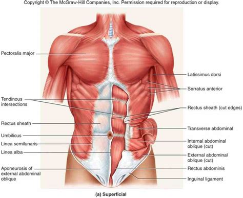 the Anatomy Of Stomach Muscles muscles of abdomen lower back and pelvis are separated from those ...