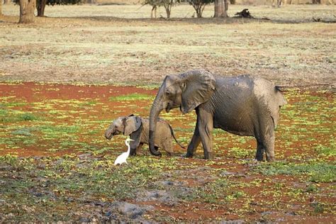 Elephants Baby Elephant Safari - Free photo on Pixabay