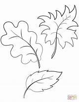 Fall Leaves Printable Coloring Pages sketch template