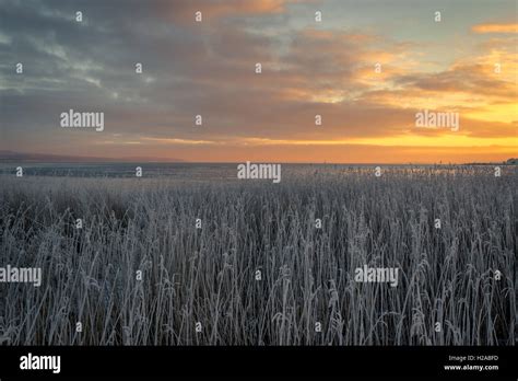 Grass with frost in the sunrise near the sea Stock Photo - Alamy