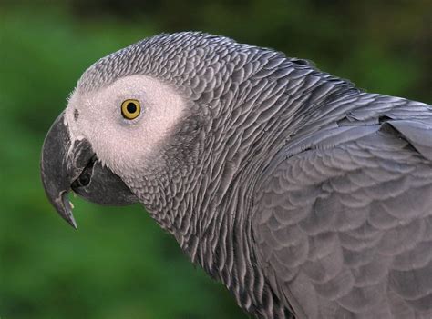 African grey parrot | African grey parrot, Congo african grey, Parrot