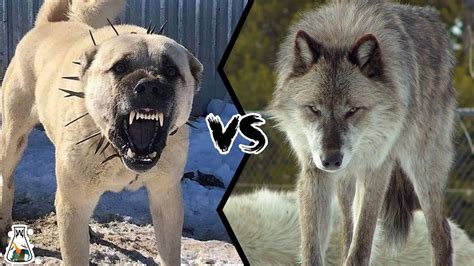 KANGAL VS WOLF - Who is Stronger and Could Win a Fight? - YouTube