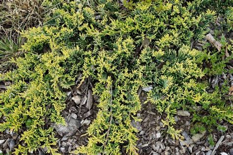 How to Grow and Care for Creeping Juniper | Gardener’s Path