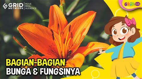 Bagian-Bagian Bunga dan Fungsinya, Ada Mahkota Bunga dan Putik - YouTube