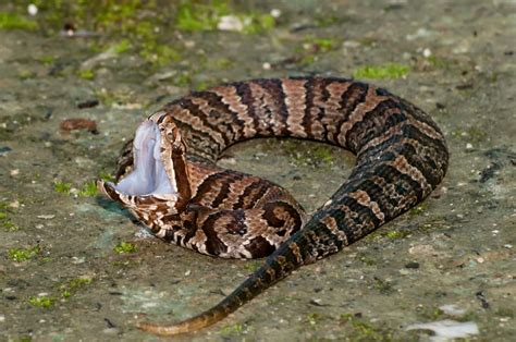 The 6 Venomous Snakes of Arkansas - Krebs Creek