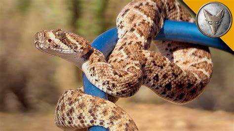 California Gopher Snake Vs Rattlesnake - Subarubaruk