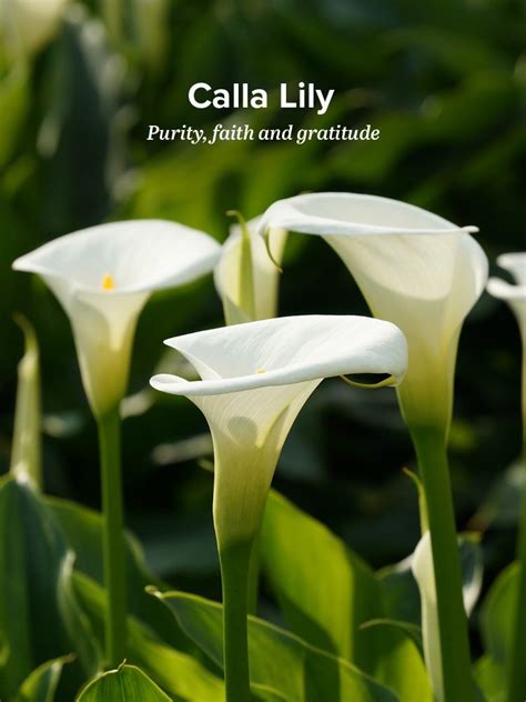 History and Meaning of Calla Lilies - ProFlowers Blog