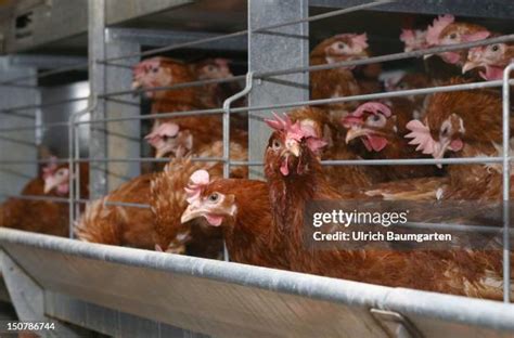 Battery Farming Photos and Premium High Res Pictures - Getty Images