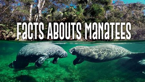 Facts Abouts Manatees (With images) | Manatee, Facts