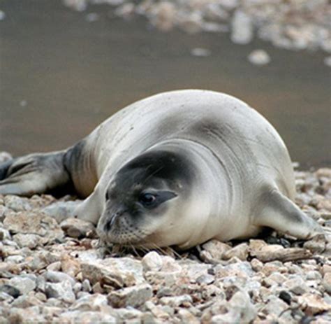 Mediterranean Monk Seal Information and Picture | Sea Animals