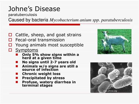 PPT - Goat Health and Care PowerPoint Presentation - ID:138834