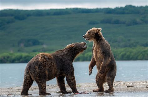 Brown bear cubs play in Russia's Far East | Daily Mail Online