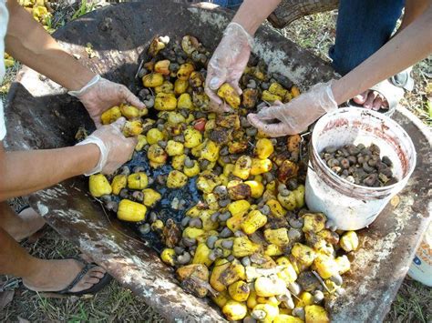 Cashew Festival and Agriculture Show Belize - Crooked Tree, Belize District