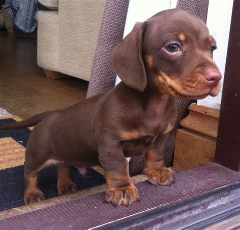 chocolate-tan-miniture-smooth-dachshund-puppies-540e1451906af.jpg (1280×1230) | Dachshund ...