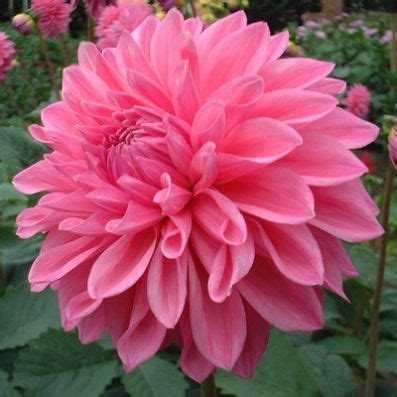 Dahlia Bargaly Blush - Halls of Heddon | Dahlia, Beautiful flowers, Beautiful pink flowers