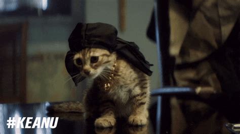 Gangsta Cat GIFs - Find & Share on GIPHY