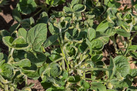 Dicamba Drift Is Still Happening - Modern Farmer