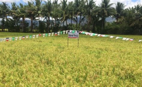 This rice-farming town is set to have a more bountiful summer harvest