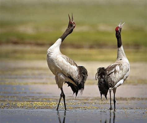 As black-necked cranes return to Tawang, expert says awareness key for survival