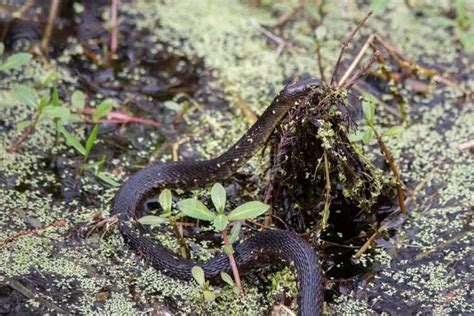 12 Types of Water Snakes in Texas (With Pictures) - ReptileHow.com