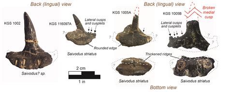 Fossil of the month: Saivodus sp.