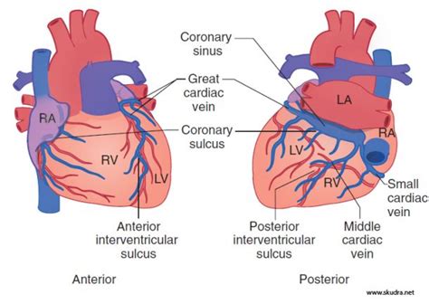 Venous Drainage of the Heart | CtsQena