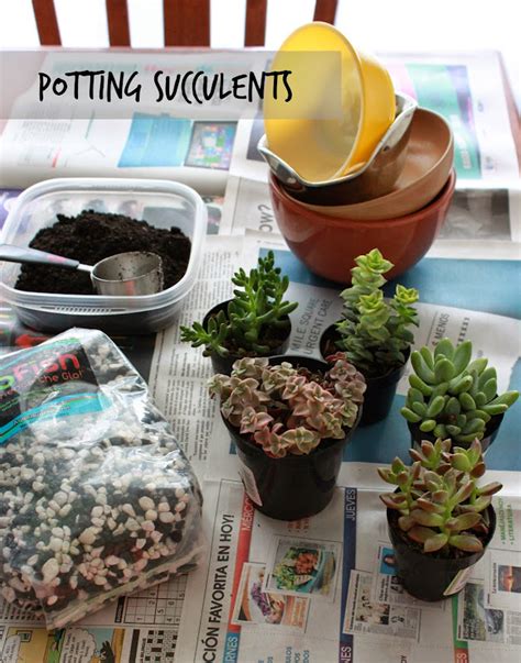 Annie's City Kitchen: DIY Potting Succulents