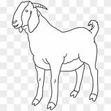 Meat Goat Coloring Pages sketch template