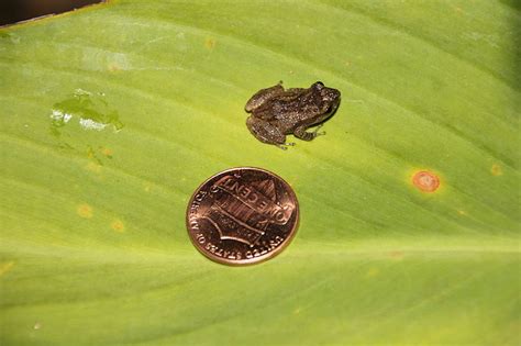 Coqui Calling - Conservation Articles & Blogs - CJ