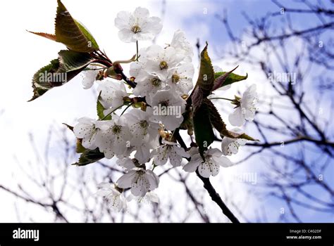 Branches with white cherry blossoms and a blue sky in spring Stock Photo - Alamy