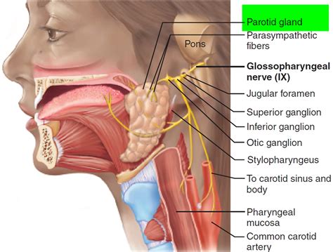 Parotid Tumor - Causes, Symptoms, Diagnosis, Surgery